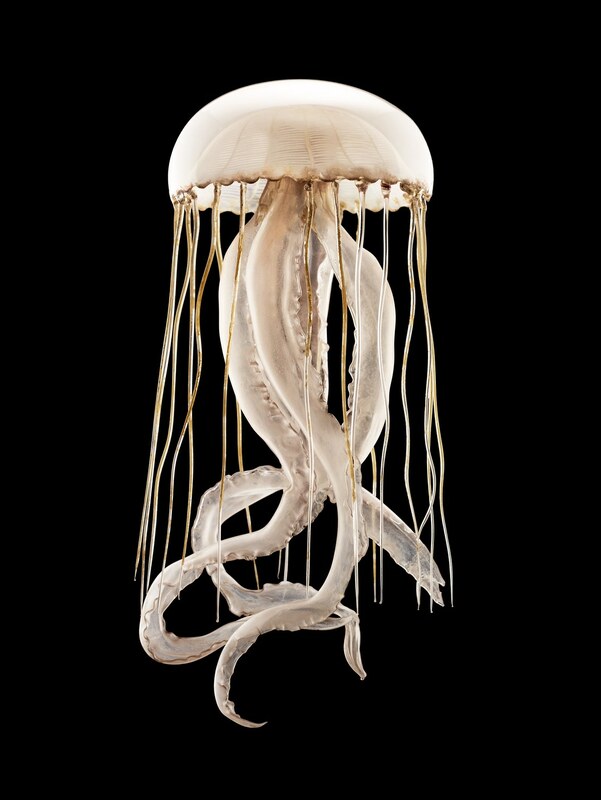 Blaschka Glass Jellyfish