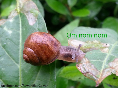 Happy Snail Eating Greens